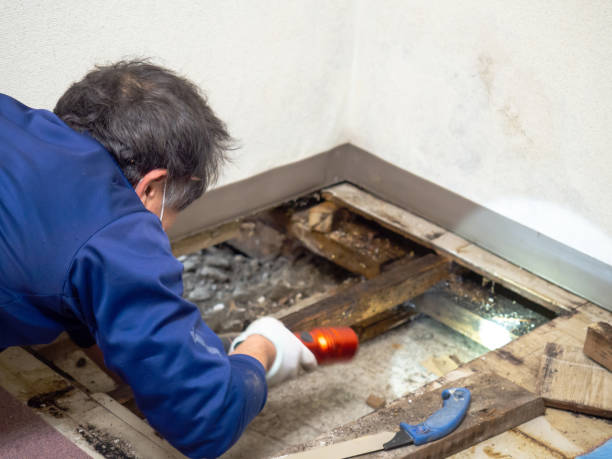 Best Local Mold Removal Service  in West Lealman, FL