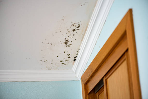 Crawl Space Mold Removal in West Lealman, FL