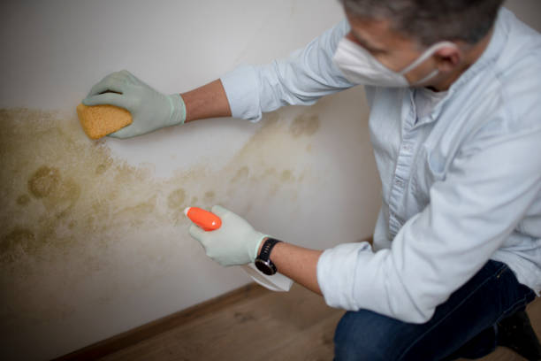 Best Residential Mold Removal  in West Lealman, FL