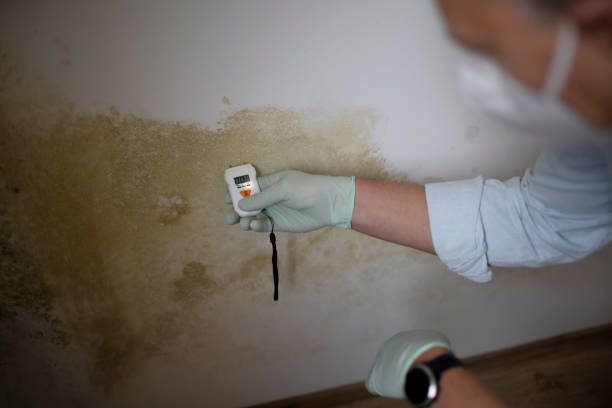 Mold Removal and Inspection in West Lealman, FL