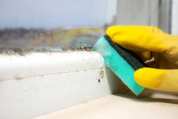 Best Attic Mold Removal  in West Lealman, FL