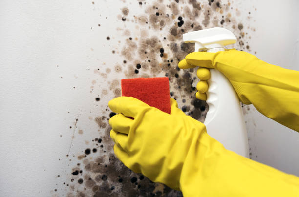 Best Mold Damage Repair  in West Lealman, FL