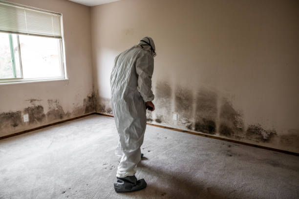 Home Mold Removal in West Lealman, FL