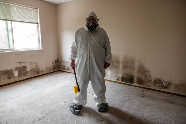 Best Toxic Mold Removal  in West Lealman, FL